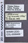 Etiketten zu Athous jejunus (Kiesenwetter, 1858) (NHMW-ZOO-COL-0008469)